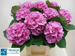 Hydrangea Elbtal Pink 80cm 18-20cm Hd