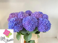 Hydrangea Pimpernel 80cm 21-23cm Hd