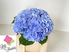 Hydrangea Verena Blue 50cm 15-17cm Hd