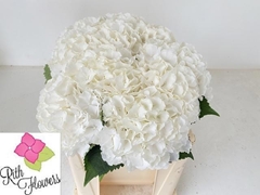 Hydrangea White Verena 50cm 15-17cm Hd