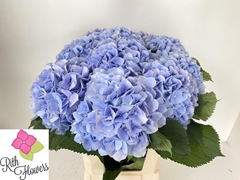 Hydrangea Verena Blue 60cm 18-20cm Hd