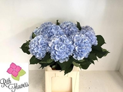 Hydrangea Verena Blue 80cm 21-23cm Hd
