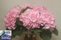Hydrangea Verena 70cm 20-22cm Hd