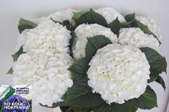 Hydrangea Allure 60cm 14-16cm Hd