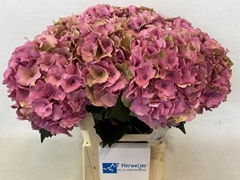 Hydrangea Royal Palace Classic 60cm 17-19cm Hd