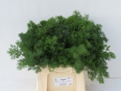 Asparagus Umbellatus 40cm