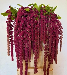 Amaranthus Caudatus Rosary 80cm
