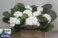 Hydrangea Allure 40cm 12-14cm Hd