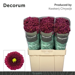 Chrysanth Santini Purpetta Red 55cm 40gr.