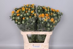 Carthamus Zanzibar 80cm