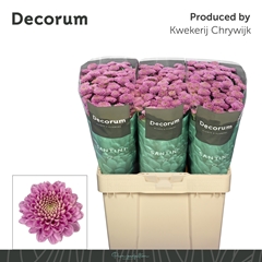 Chrysanth Santini Ellison Pink 55cm 42gr.