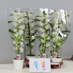 Dendrobium Nobile Cultivars 12Ø 60cm 1st