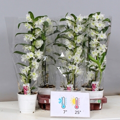 Dendrobium Nobile Cultivars 12Ø 55cm 1st