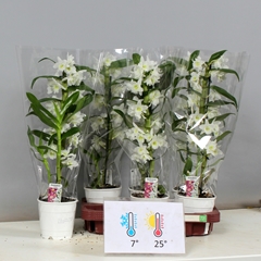 Dendrobium Nobile Cultivars 12Ø 50cm 1st