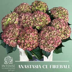 Hydrangea Royal Anastasia Classic 80cm 20-22cm Hd