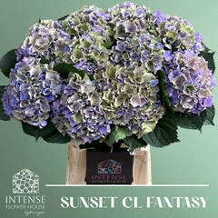 Hydrangea Royal Sunset Classic 65cm 18-20cm Hd