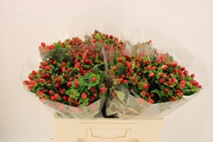 Hypericum Magical Triumph 50cm