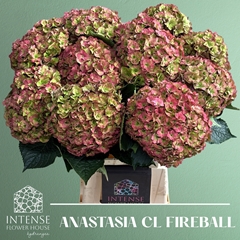 Hydrangea Royal Anastasia Classic 65cm 19-21cm Hd