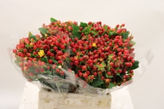 Hypericum Magical Triumph 40cm