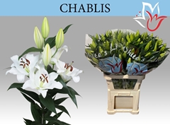Lily Oriental Chablis 95cm 6+