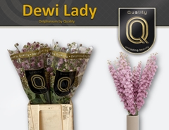 Delphinium Double Dewi Lady 70cm