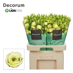 Eustoma Double Rosita Yellow 70cm