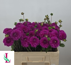 Dahlia Purple Fox 50cm