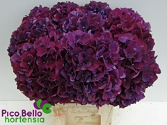 Hydrangea Rubyred Purple 60cm 16-18cm Hd