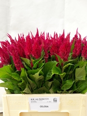 Celosia Century Purple Rose 60cm