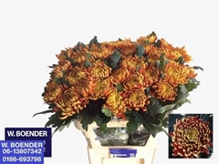 Chrysanth Single Fuego 75cm 80gr.