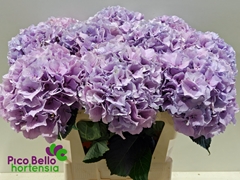 Hydrangea Royal Benefit 80cm 20-22cm Hd