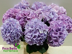 Hydrangea Royal Benefit 60cm 16-18cm Hd