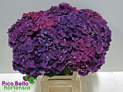 Hydrangea Mon Amour Purple 60cm 16-18cm Hd