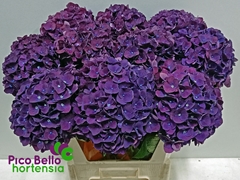 Hydrangea Mon Amour Purple 80cm 18-20cm Hd