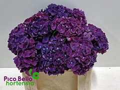 Hydrangea Mon Amour Purple 50cm 13-15cm Hd