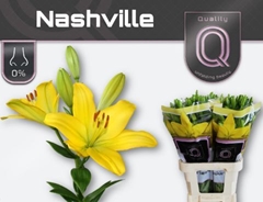 Lily La Nashville 90cm 5+