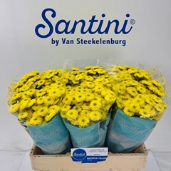 Chrysanth Santini Maverick Yellow 55cm 48gr.