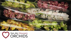 Cymbidium Mix 80cm