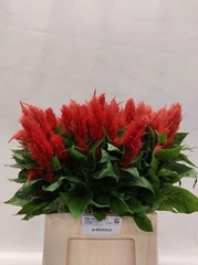 Celosia Century Fire 70cm