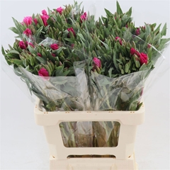 Clarkia Amoena Grace Red 60cm