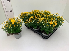 Chrysanth Soul Sister Yellow 10Ø 18cm