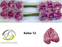 Anthurium Kaleo 13cm Hd