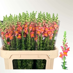 Antirrhinum Potomac Dark Orange 75cm
