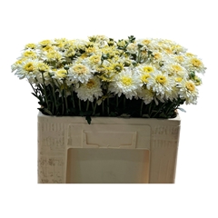 Chrysanth Spray Beppie 55cm 35gr.