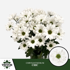 Chrysanth Spray Chic 70cm 75gr.