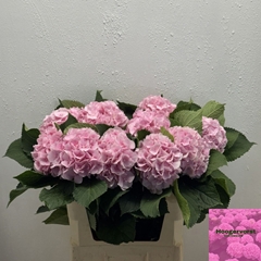 Hydrangea Verena 80cm 15-17cm Hd