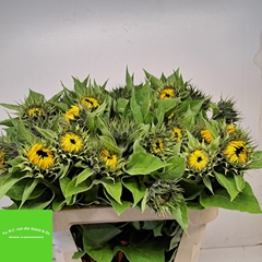 Helianthus Sunrich Orange 80cm