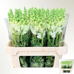 Antirrhinum Potomac Ivory White 75cm