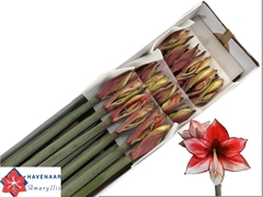 Hippeastrum Charisma 70cm