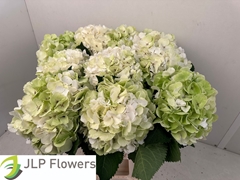 Hydrangea White Verena Classic 60cm 18-20cm Hd